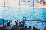 019-A little boy touches the whale